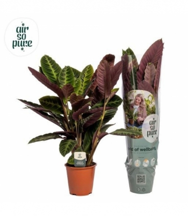 Calathea