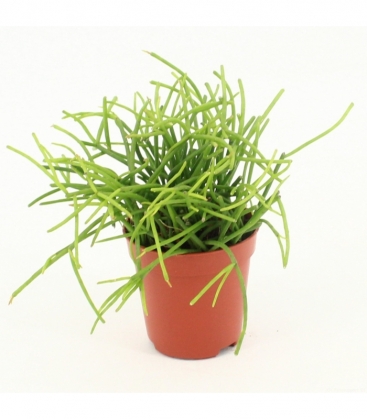 rhipsalis