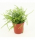 rhipsalis