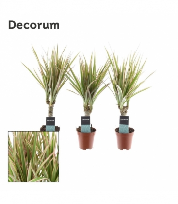 Dracaena