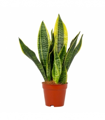 Sansevieria