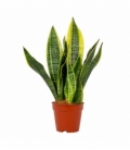 Sansevieria