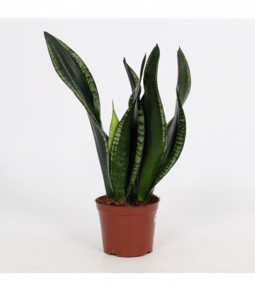 Sansevieria