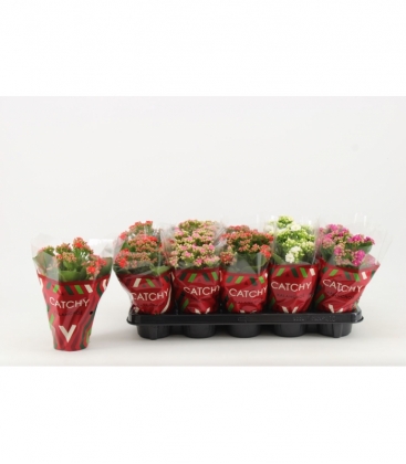 Kalanchoe