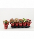 Kalanchoe