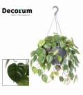 Philodendron