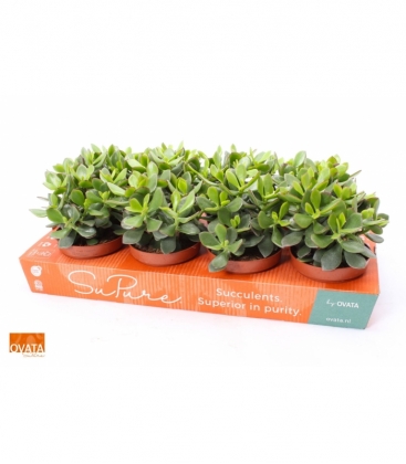 Crassula