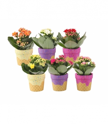 Kalanchoe