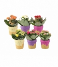 Kalanchoe