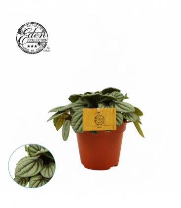 Peperomia