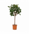 Ficus