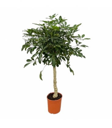 Schefflera