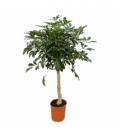 Schefflera