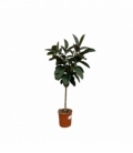 Ficus