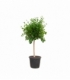 Ficus