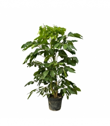 Schefflera