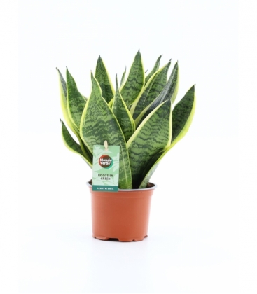 Sansevieria