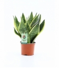 Sansevieria