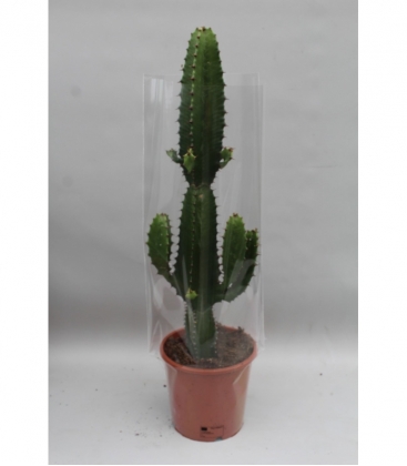 Euphorbia