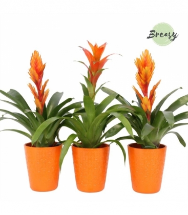 Bromelia