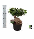 Ficus