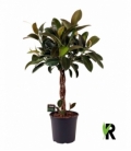 Ficus