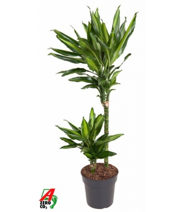 Dracaena