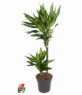 Dracaena