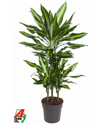 Dracaena