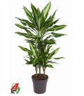 Dracaena