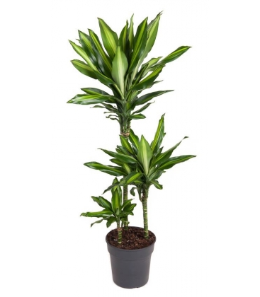 Dracaena