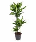 Dracaena