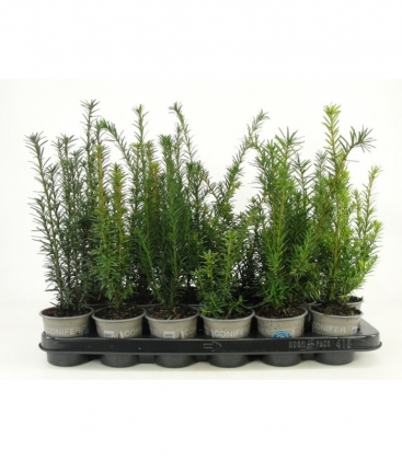 Taxus