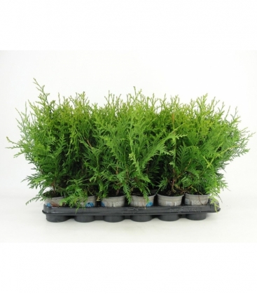 Thuja