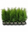 Thuja