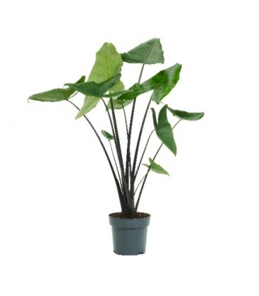 Alocasia