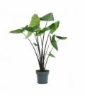 Alocasia