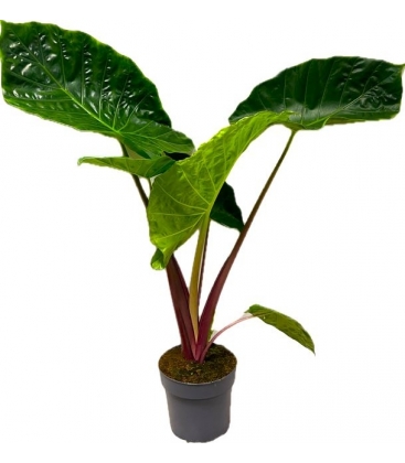 Alocasia