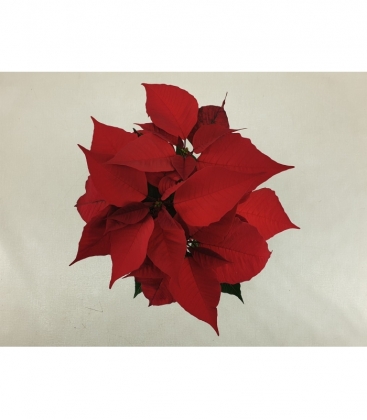 Poinsettia