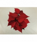 Poinsettia