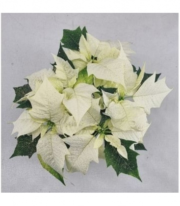 Poinsettia