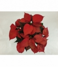 Poinsettia