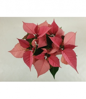 Poinsettia