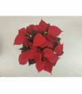 Poinsettia