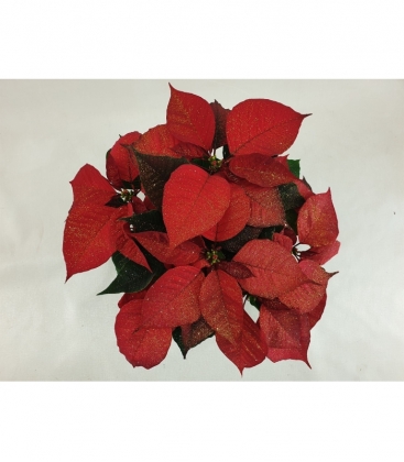 Poinsettia