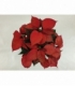 Poinsettia