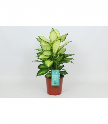 Dieffenbachia