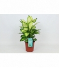 Dieffenbachia