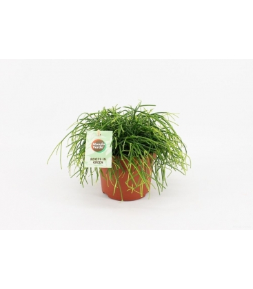 Rhipsalis