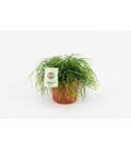 Rhipsalis